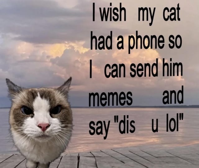 I wish my cat had a phone so I can send him memes and say 