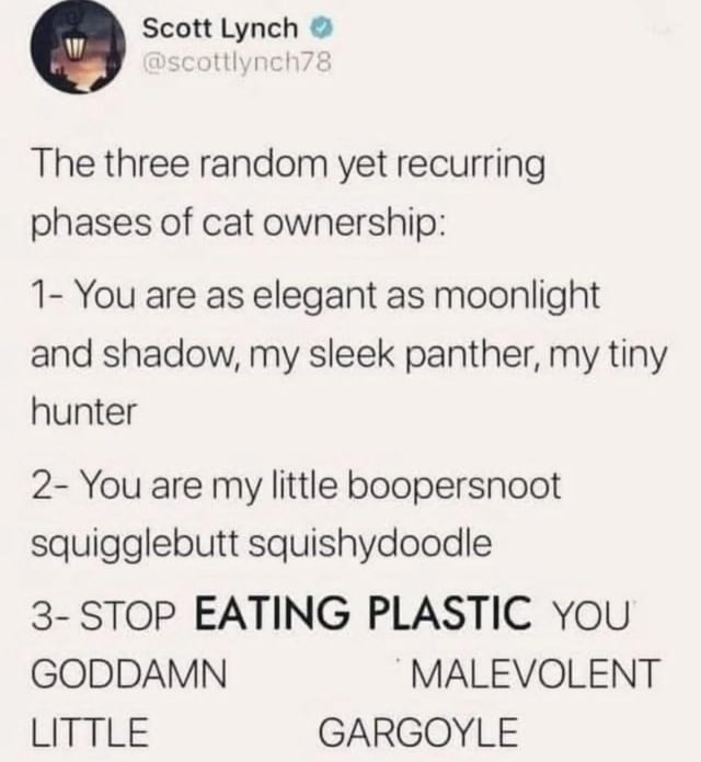 The three random yet recurring phases of cat ownership:

1- You are as elegant as moonlight and shadow, my sleek panther, my tiny hunter

2- You are my little boopersnoot squigglebutt squishy doodle

3- STOP EATING PLASTIC YOU GODDAMN MALEVOLENT LITTLE GARGOYLE