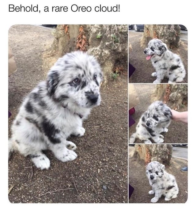 Behold, a rare Oreo cloud!