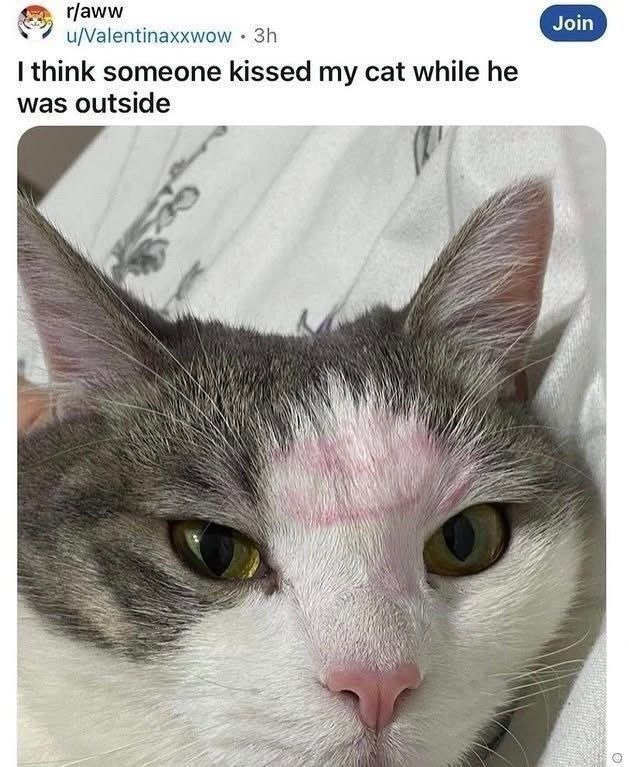 I think someone kissed my cat while he was outside