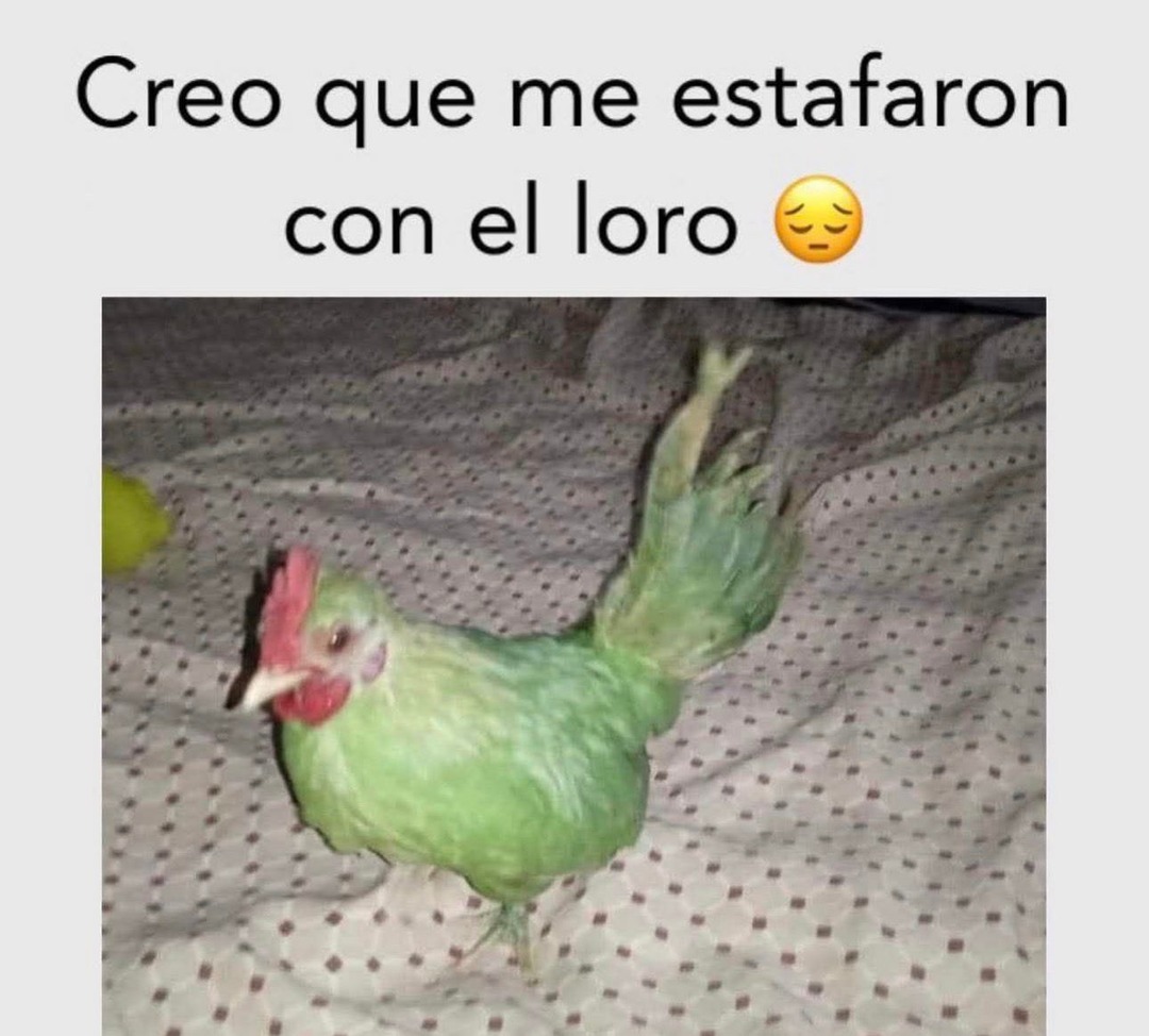 Creo que me estafaron con el loro
