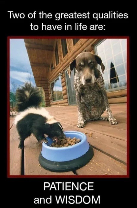 Two of the greatest qualities to have in life are: PATIENCE and WISDOM