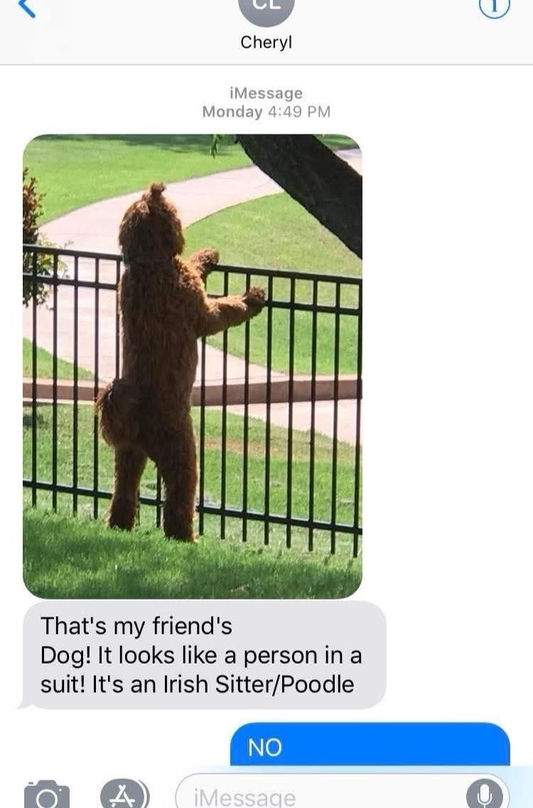 That's my friend's Dog! It looks like a person in a suit! It's an Irish Sitter/Poodle
NO