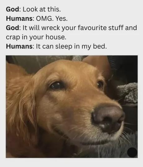 God: Look at this.
Humans: OMG. Yes.
God: It will wreck your favourite stuff and crap in your house.
Humans: It can sleep in my bed.