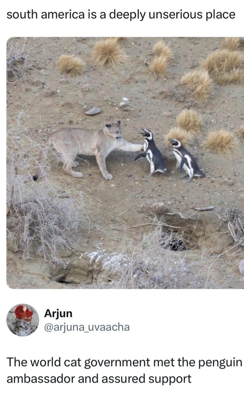 south america is a deeply unserious place
The world cat government met the penguin ambassador and assured support