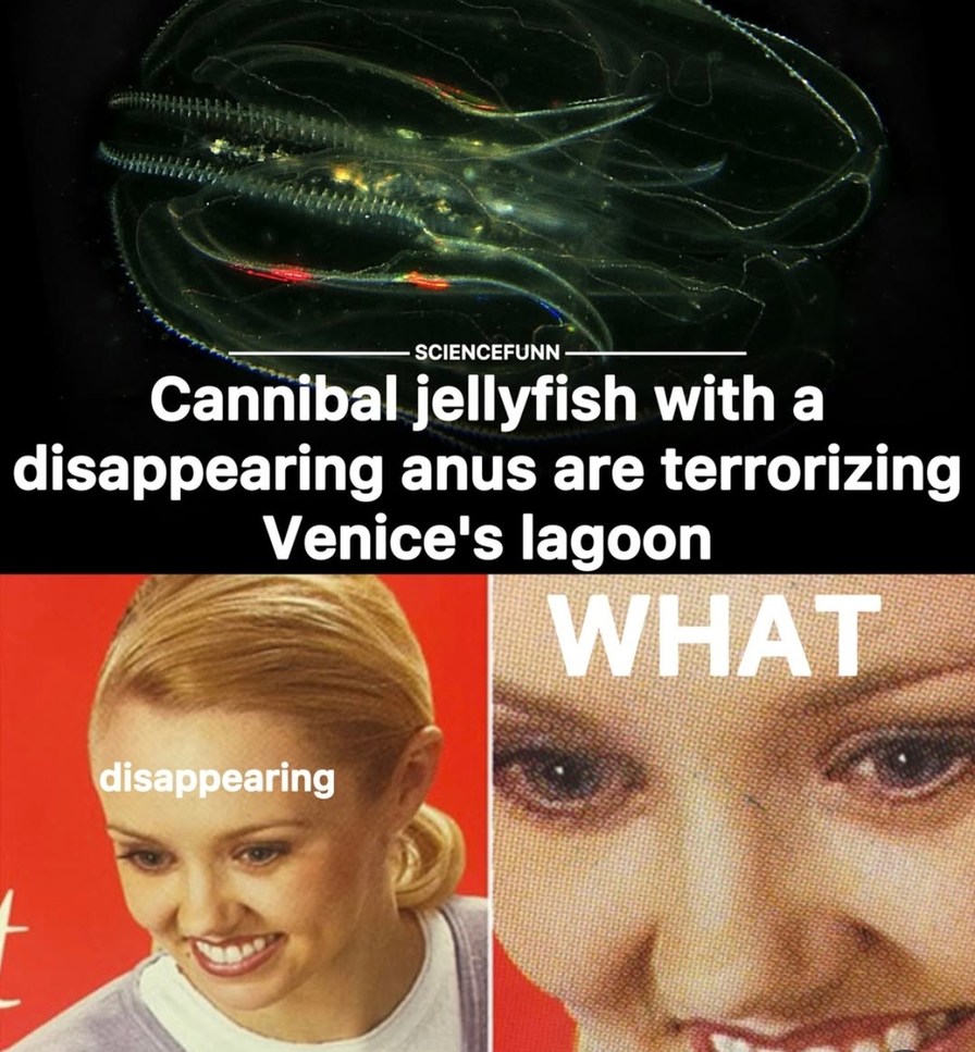 Cannibal jellyfish with a disappearing anus are terrorizing Venice's lagoon