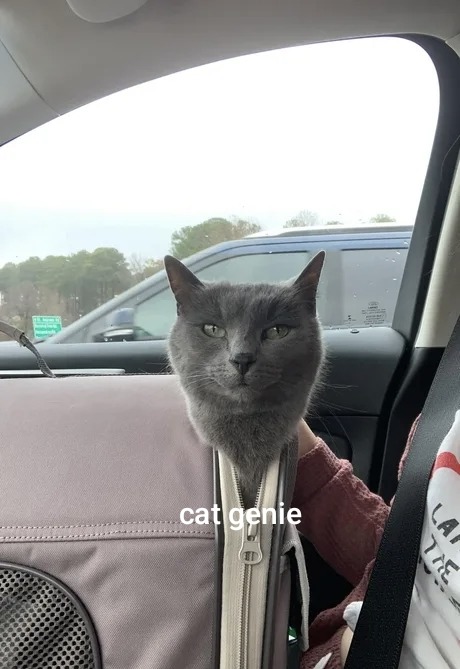 cat genie