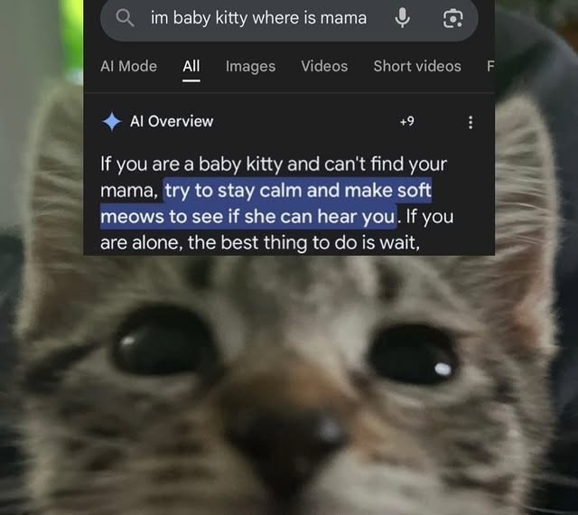 If you are a baby kitty and can't find your mama, try to stay calm and make soft meows to see if she can hear you. If you are alone, the best thing to do is wait.