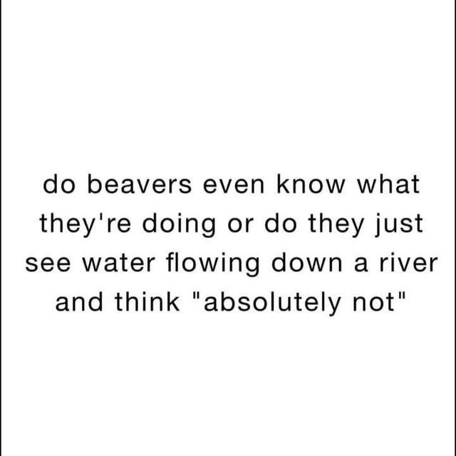 do beavers even know what they're doing or do they just see water flowing down a river and think 