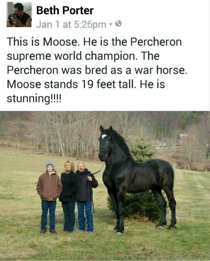 This is Moose. He is the Percheron supreme world champion. The Percheron was bred as a war horse. Moose stands 19 feet tall. He is stunning!!!!