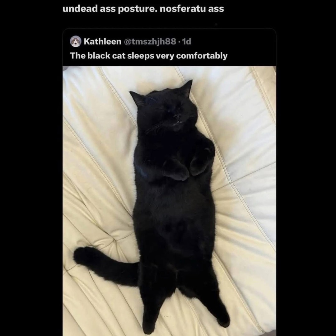 undead ass posture. nosferatu ass
The black cat sleeps very comfortably