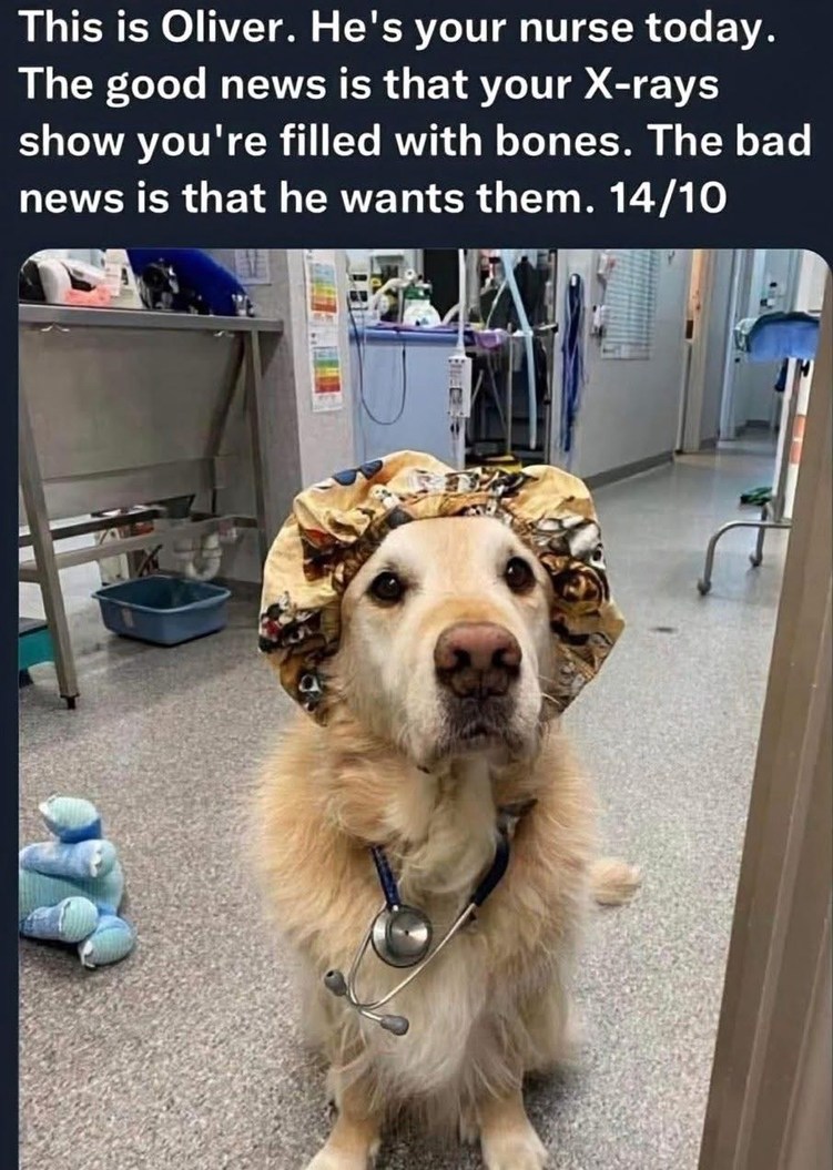 This is Oliver. He's your nurse today. The good news is that your X-rays show you're filled with bones. The bad news is that he wants them. 14/10