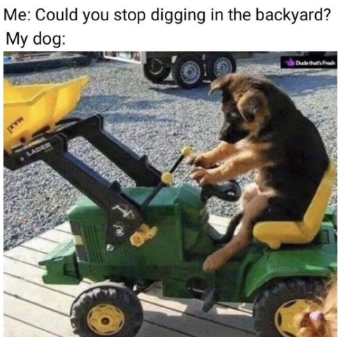 Me: Could you stop digging in the backyard? My dog: