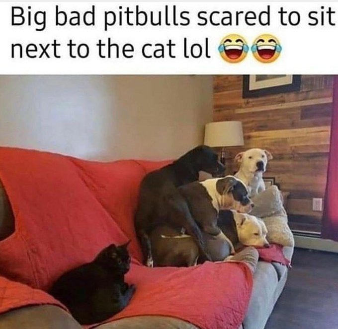 Big bad pitbulls scared to sit next to the cat lol 😂😂