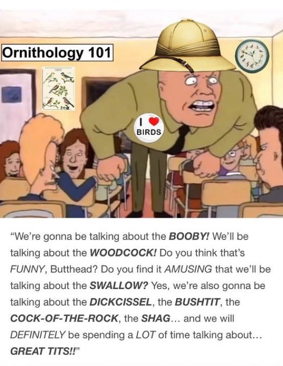 Ornithology 101
We’re gonna be talking about the BOOBY! We’ll be talking about the WOODCOCK! Do you think that’s FUNNY, Butthead? Do you find it AMUSING that we’ll be talking about the SWALLOW? Yes, we’re also gonna be talking about the DICKISSEL, the BUSHIT, the COCK-OF-THE-ROCK, the SHAG... and we will DEFINITELY be spending a LOT of time talking