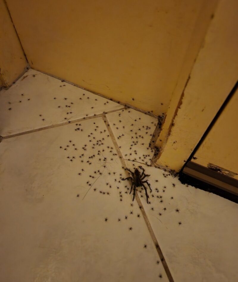 A spider on a tile floor near a corner with many small dark spots scattered around.