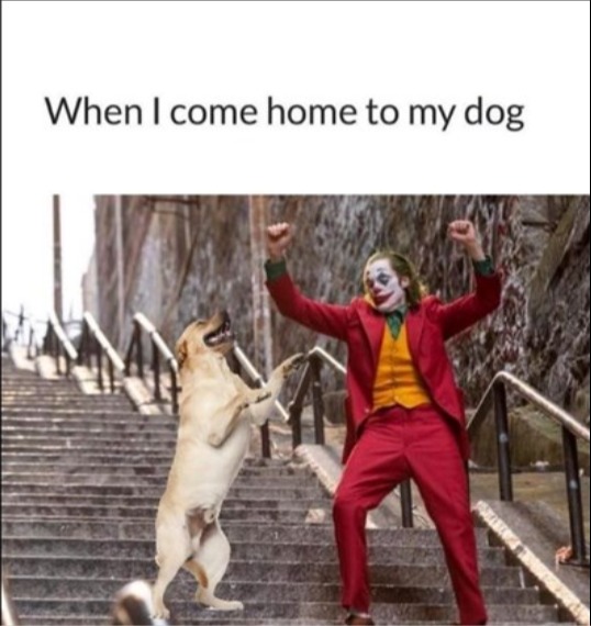 When I come home to my dog