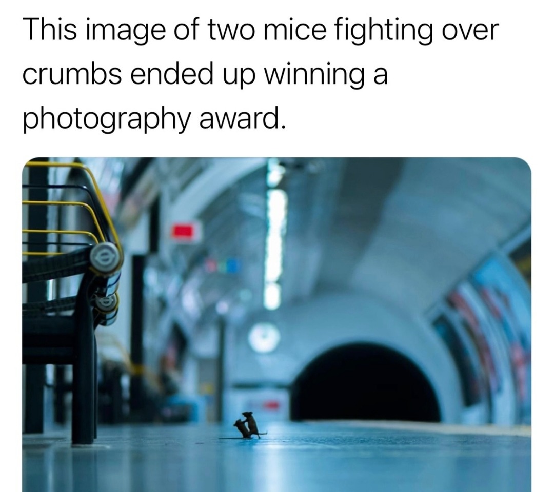 This image of two mice fighting over crumbs ended up winning a photography award.