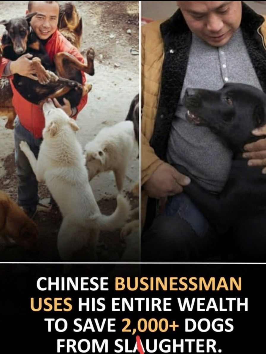 CHINESE BUSINESSMAN USES HIS ENTIRE WEALTH TO SAVE 2,000+ DOGS FROM SLAUGHTER.