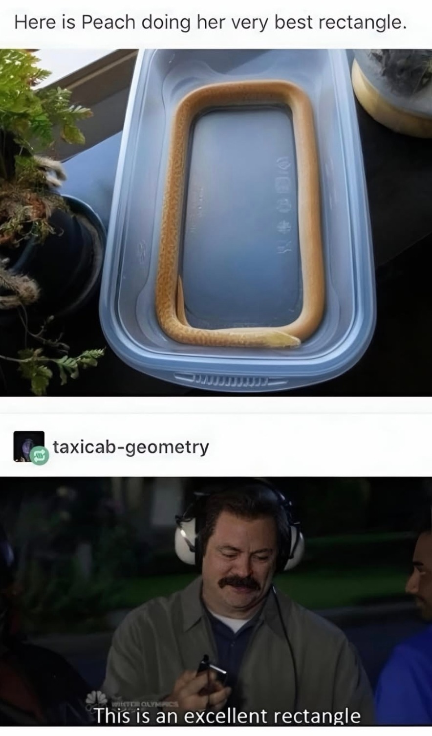 Here is Peach doing her very best rectangle. This is an excellent rectangle