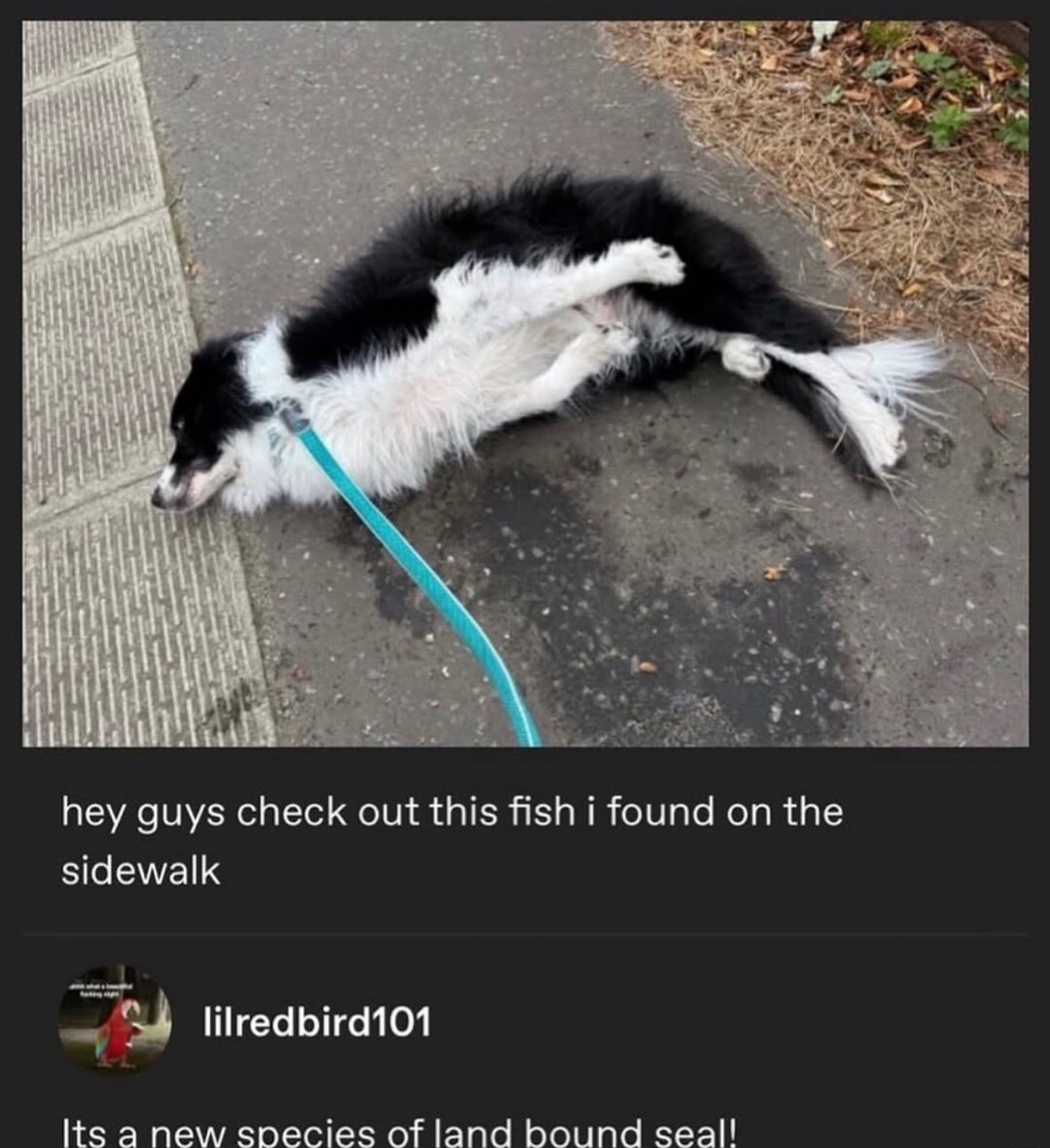 hey guys check out this fish i found on the sidewalk
Its a new species of land bound seal!