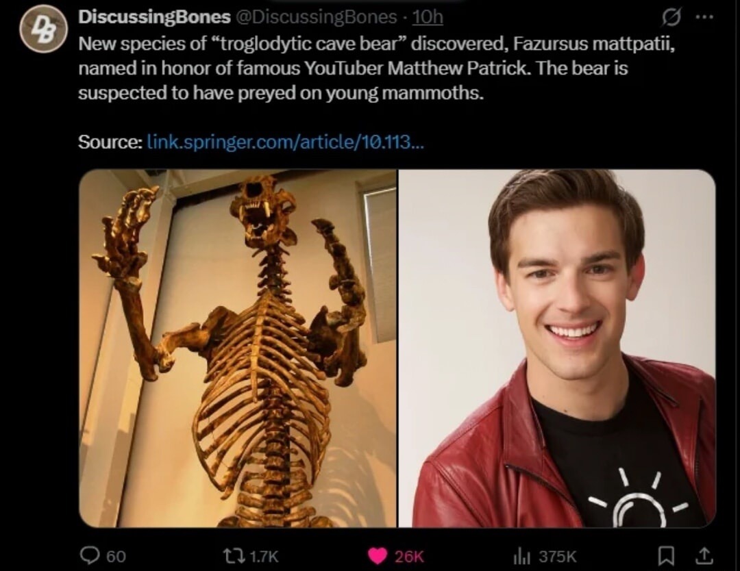 New species of 'troglodytic cave bear' discovered, Fazursus mattpatii, named in honor of famous YouTuber Matthew Patrick. The bear is suspected to have preyed on young mammoths. Source: link.springer.com/article/10.113...