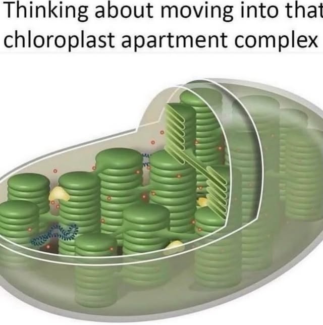 Thinking about moving into that chloroplast apartment complex
