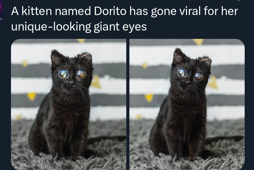 A kitten named Dorito has gone viral for her unique-looking giant eyes