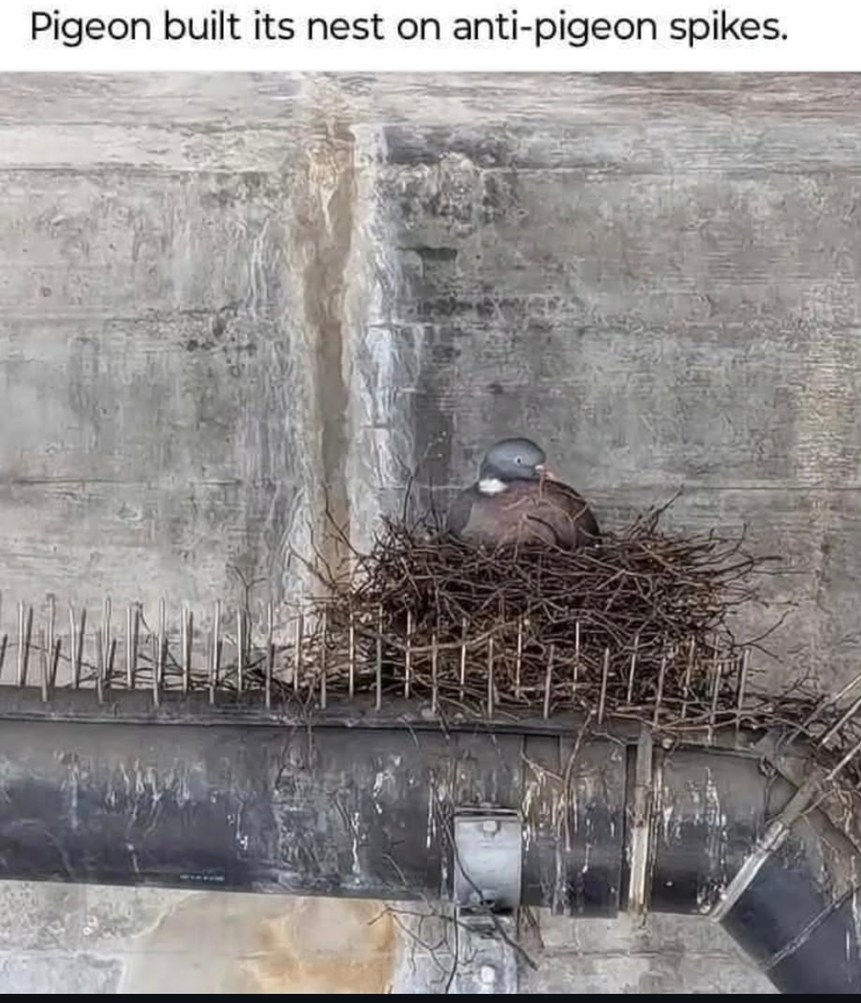 Pigeon built its nest on anti-pigeon spikes.