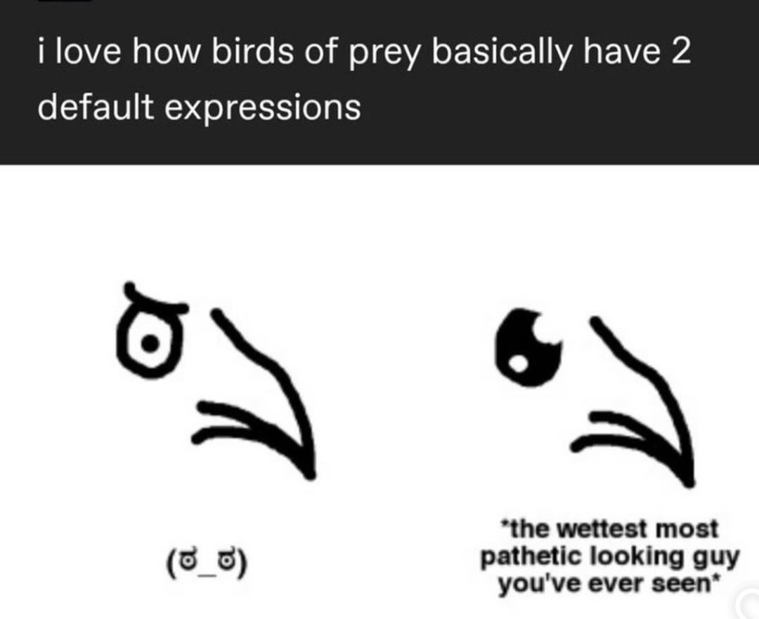 i love how birds of prey basically have 2 defaut expressions

(ಠ_ಠ)  

*the wettest most pathetic looking guy you've ever seen*