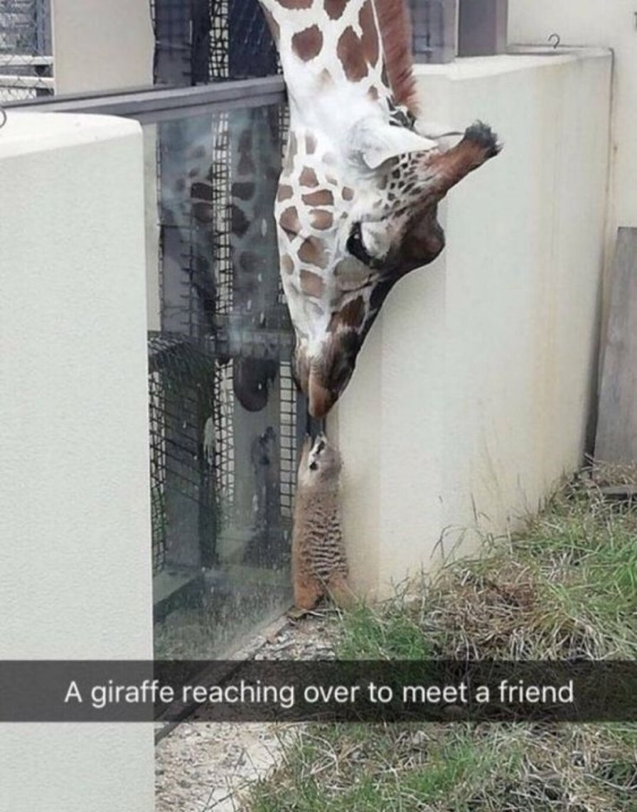 A giraffe reaching over to meet a friend
