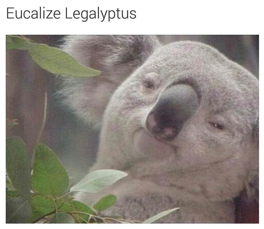 Eucalize Legalyptus