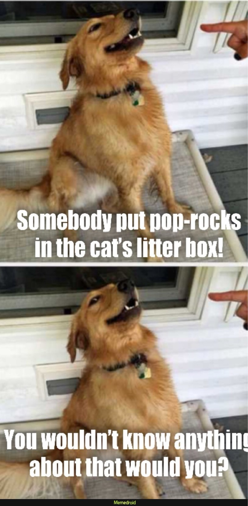Somebody put pop-rocks in the cat's litter box! You wouldn't know anything about that would you?