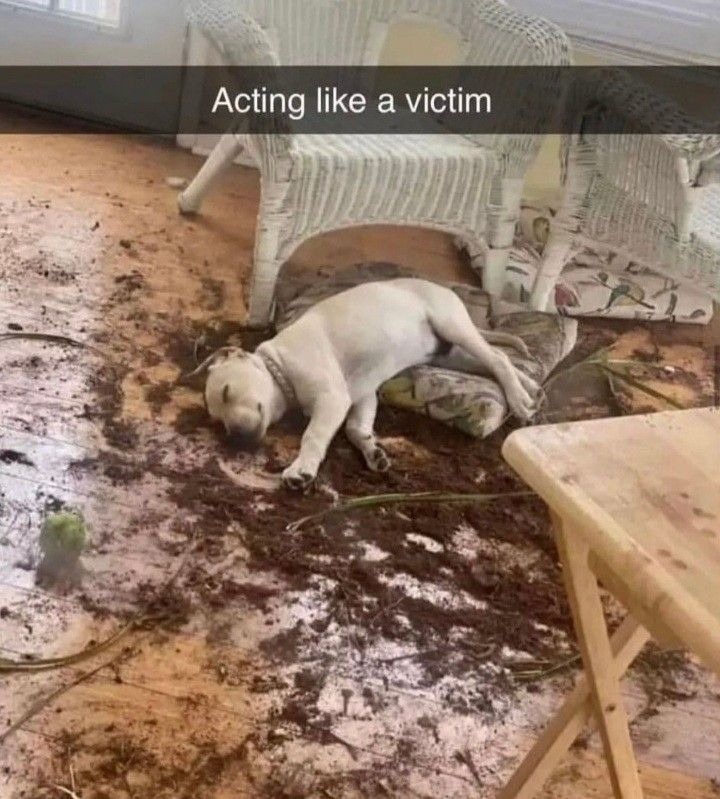 Actuando como una víctima