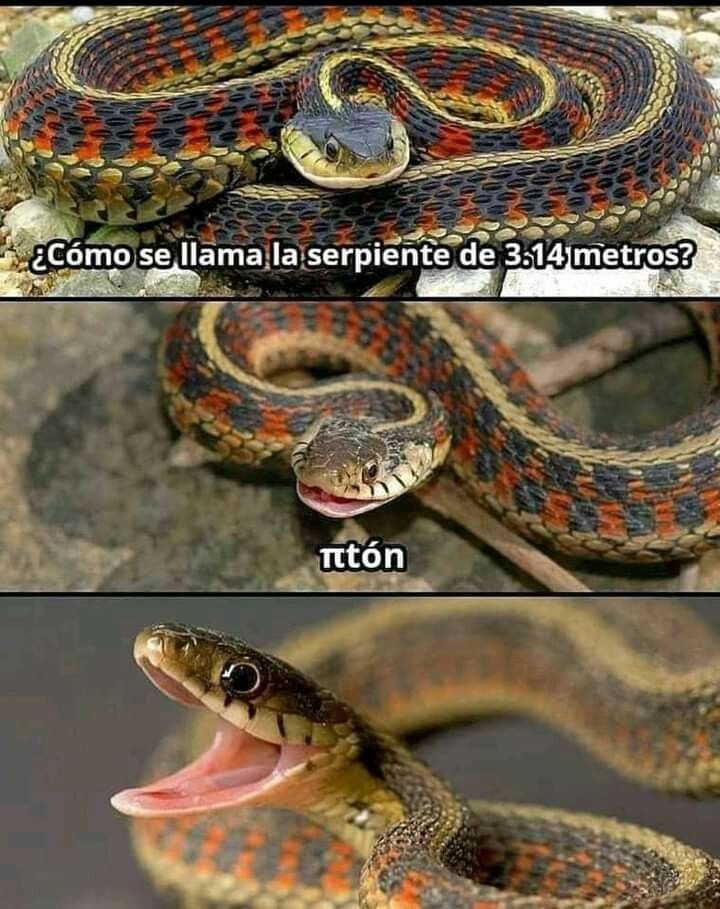 ¿Cómo se llama la serpiente de 3.14 metros?
ttón