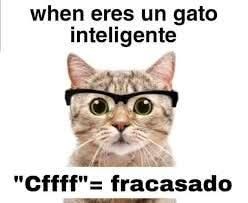 when eres un gato inteligente
