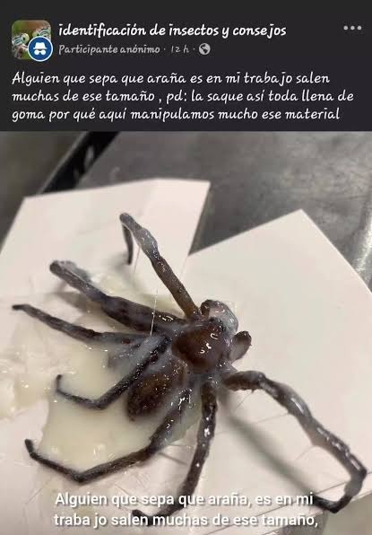 Alguien que sepa que araña es en mi trabajo salen muchas de ese tamaño, pd; la saqué así toda llena de goma por qué aquí manipulamos mucho ese material. Alguien que sepa que araña, es en mi trabajo salen muchas de ese tamaño.
