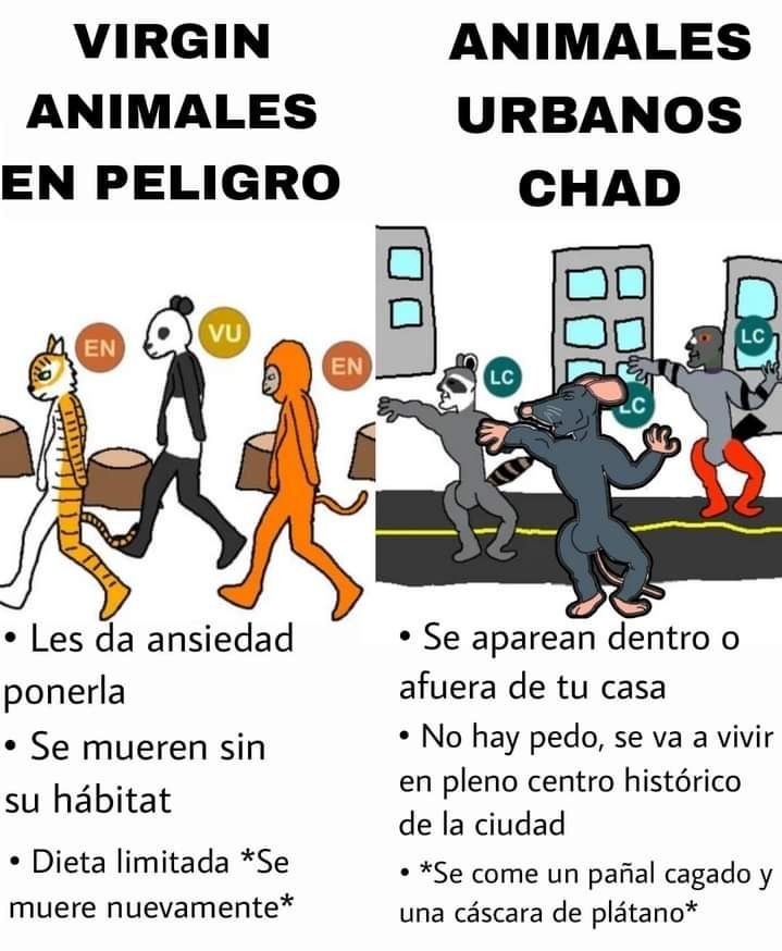 VIRGIN ANIMALES EN PELIGRO
• Les da ansiedad ponerla
• Se mueren sin su hábitat
• Dieta limitada *Se muere nuevamente*

ANIMALES URBANOS CHAD
• Se aparecen dentro o afuera de tu casa
• No hay pedo, se va a vivir en pleno centro histórico de la ciudad
*Se come un pañal cagado y una cáscara de plátano*