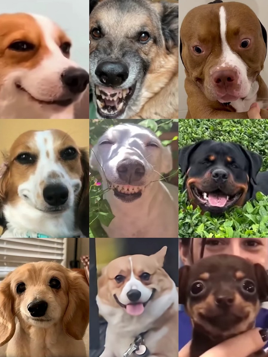 Collage de fotos de perros.