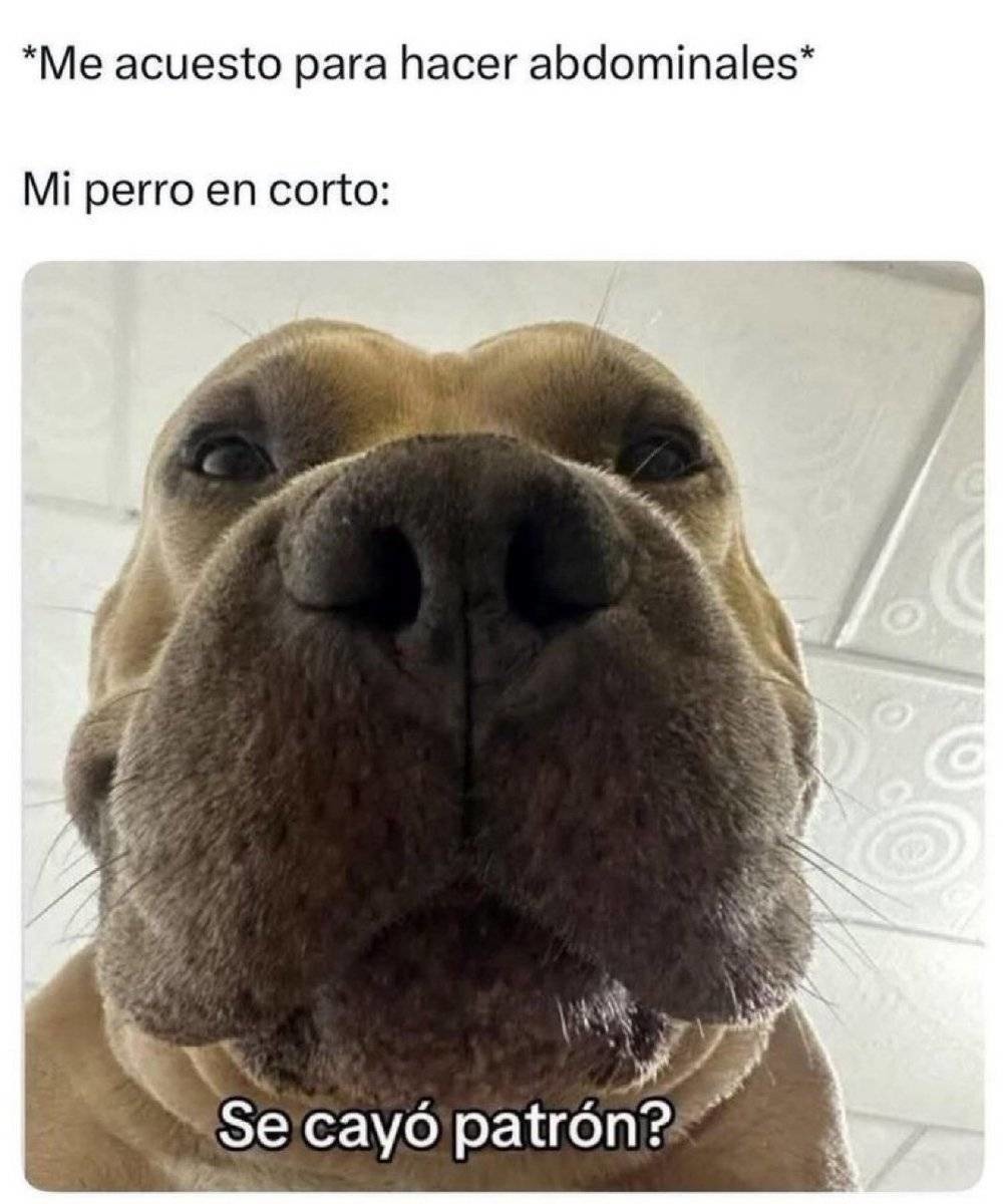 *Me acuesto para hacer abdominales*
Mi perro en corto:
Se cayó patrón?