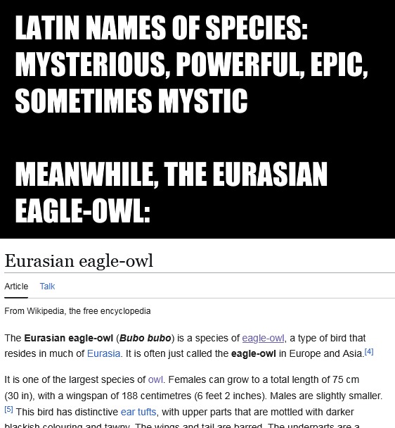 LATIN NAMES OF SPECIES: MYSTERIOUS, POWERFUL, EPIC, SOMETIMES MYSTIC MEANWHILE, THE EURASIAN EAGLE-OWL: Eurasian eagle-owl The Eurasian eagle-owl (Bubo bubo) is a species of eagle-owl, a type of bird that resides in much of Europe. It is one of the largest species of owl. Females can grow to a total length of 75 cm (30 in), with a wingspan of 188 c
