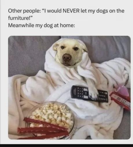 Other people: “I would NEVER let my dogs on the furniture!” Meanwhile my dog at home:
