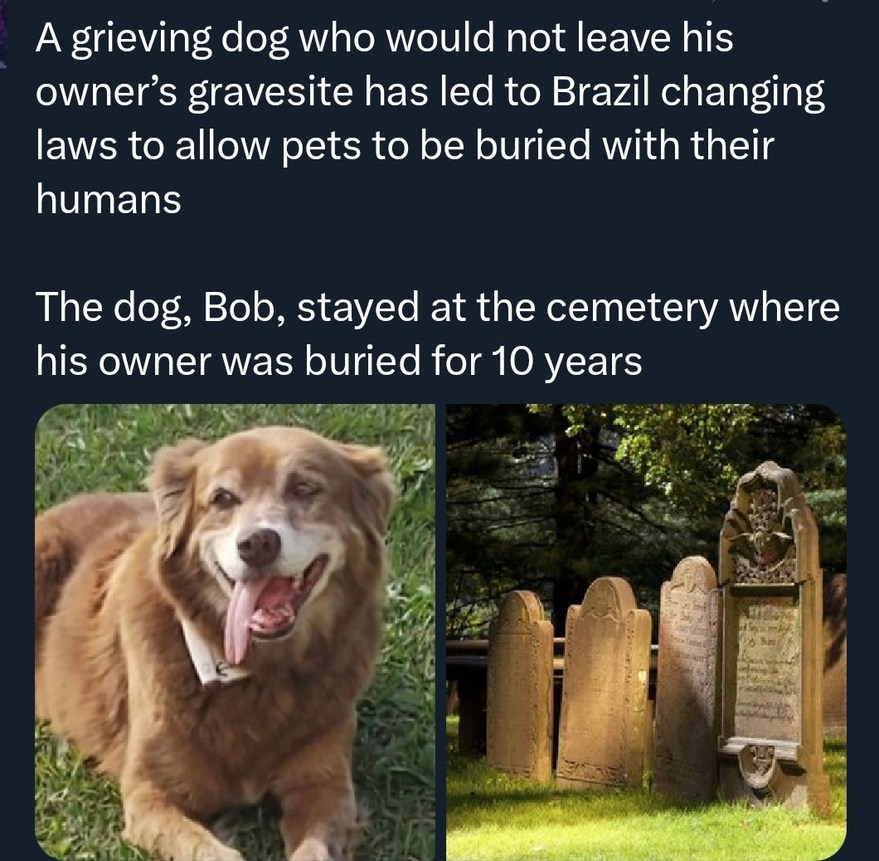 A grieving dog who would not leave his owner’s gravesite has led to Brazil changing laws to allow pets to be buried with their humans The dog, Bob, stayed at the cemetery where his owner was buried for 10 years