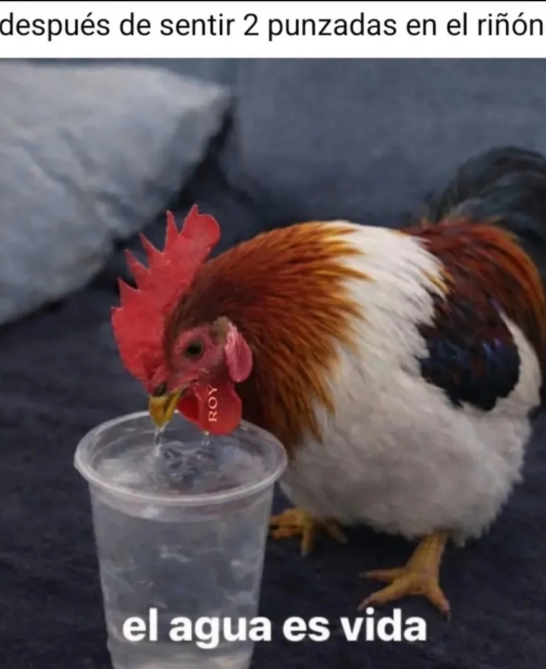 después de sentir 2 punzadas en el riñón
el agua es vida