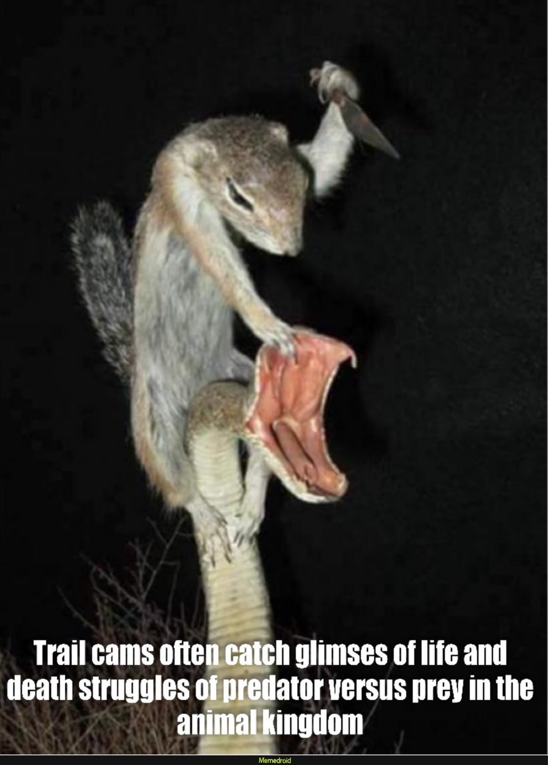 Trail cams often catch glimpses of life and death struggles of predator versus prey in the animal kingdom