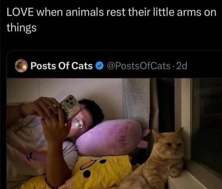 LOVE when animals rest their little arms on things
Posts Of Cats @PostsOfCats