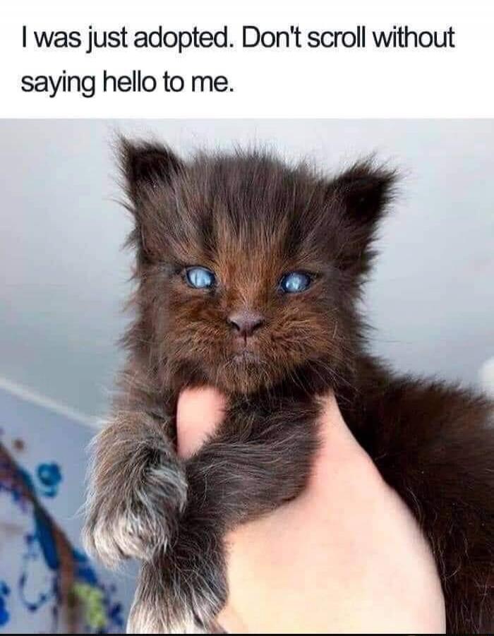 I was just adopted. Don't scroll without saying hello to me.