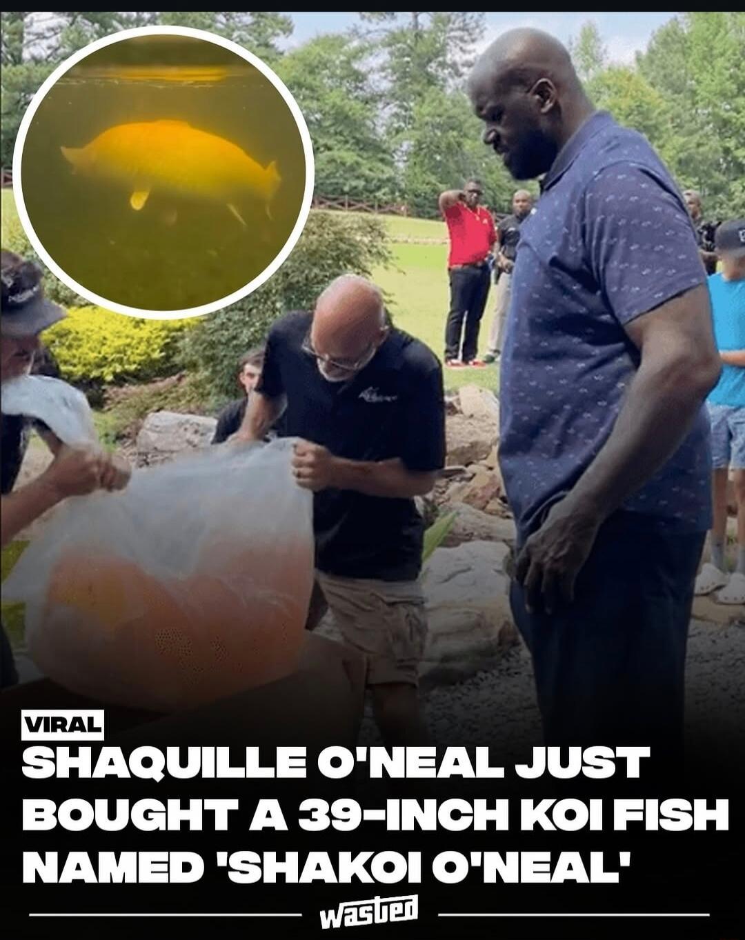 SHAQILLE O'NEAL JUST BOUGHT A 39-INCH KOI FISH NAMED 'SHAKOI O'NEAL'