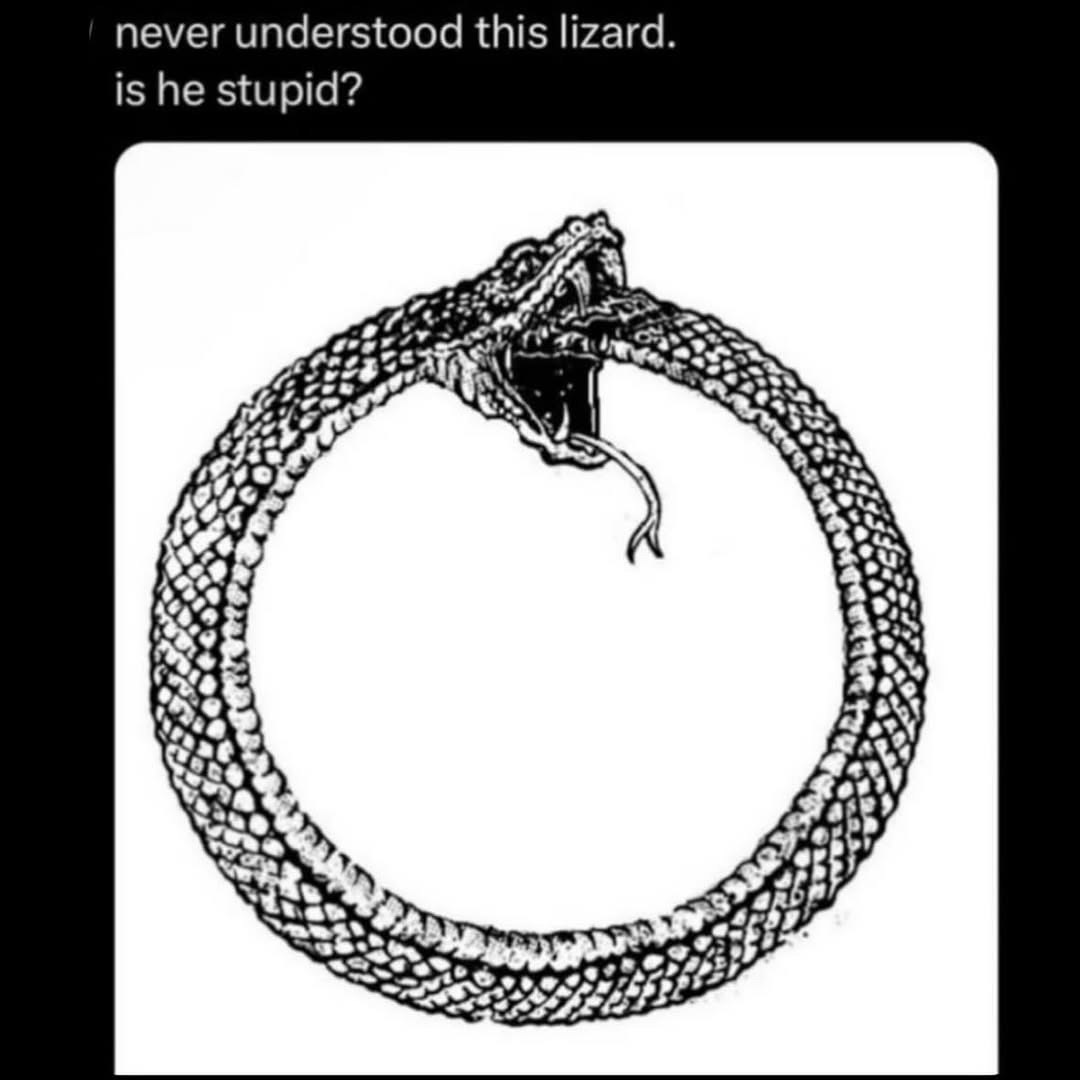 i never understood this lizard. is he stupid?