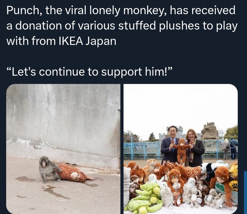 Punch, the viral lonely monkey, has received a donation of various stuffed plushes to play with from IKEA Japan

“Let's continue to support him!”